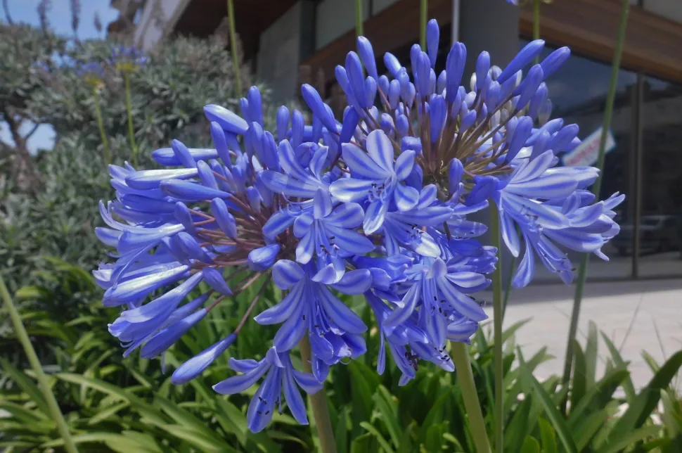 Blaue Blüten Agapanthus Afriacnus