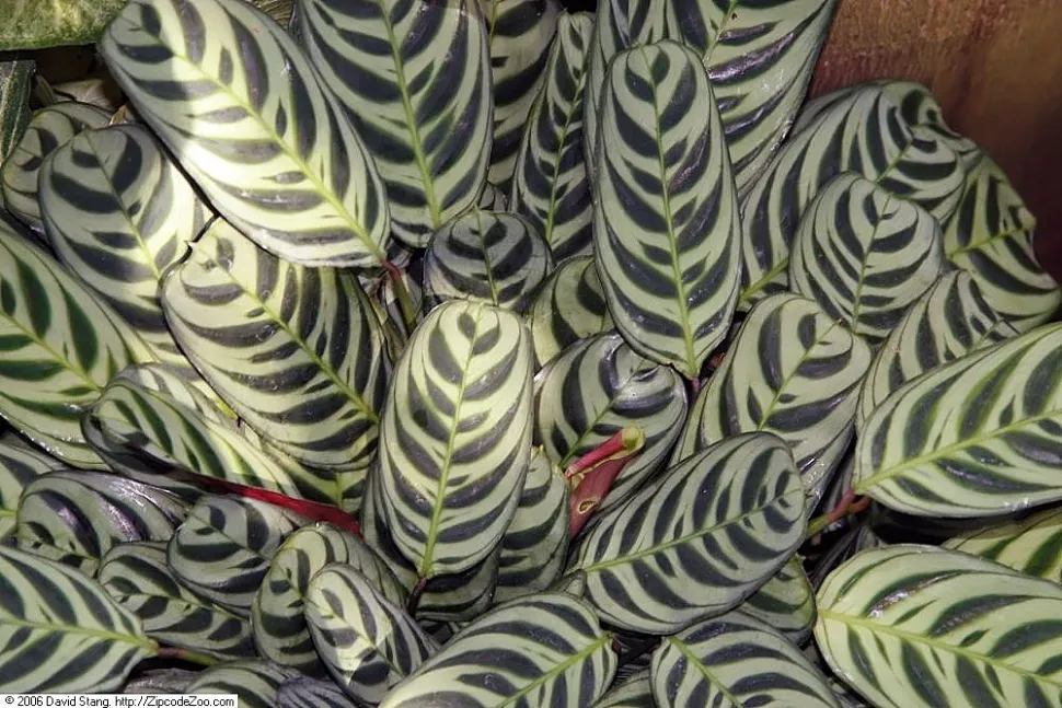 Folhas de Ctenanthe burle-marxii