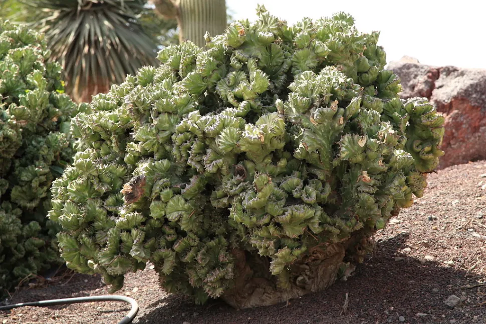 Kristallijne vorm van Euphorbia lactea