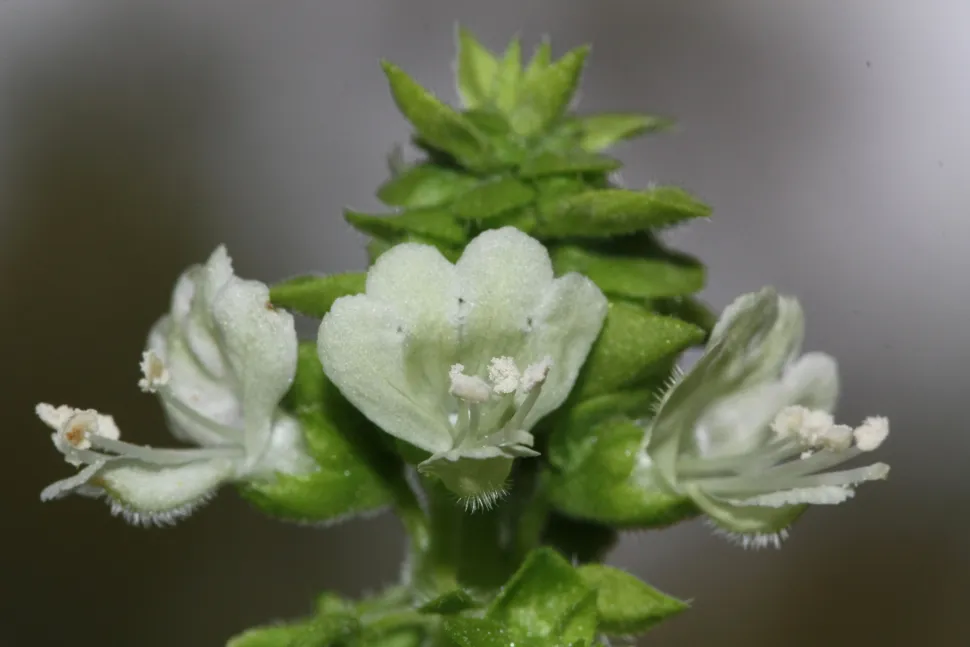 Fiori di basilico comune