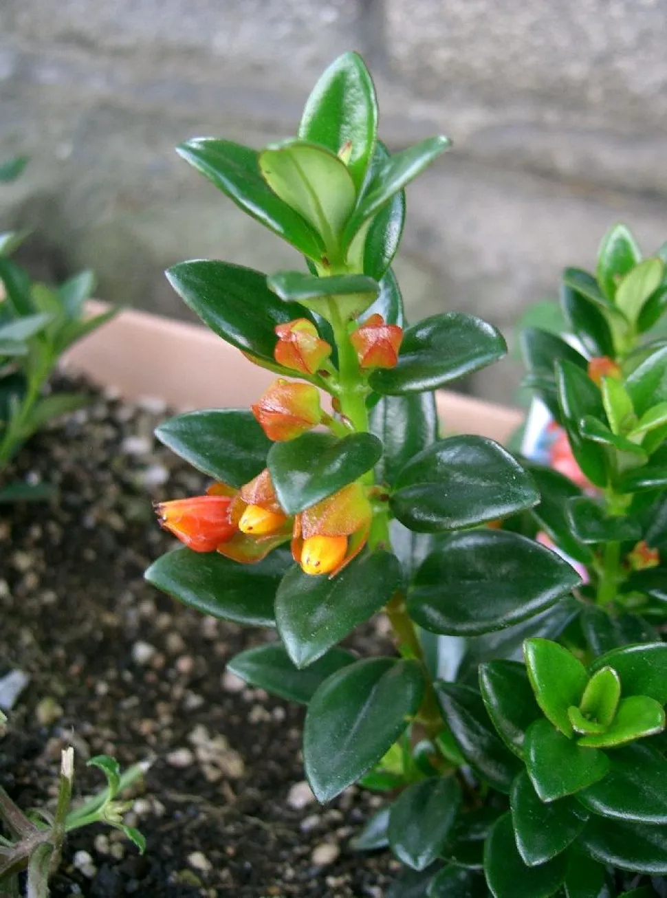 Nematanthus gregarius oranje bloemen