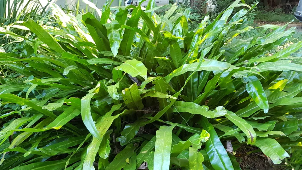 Felce microsorum punctatum