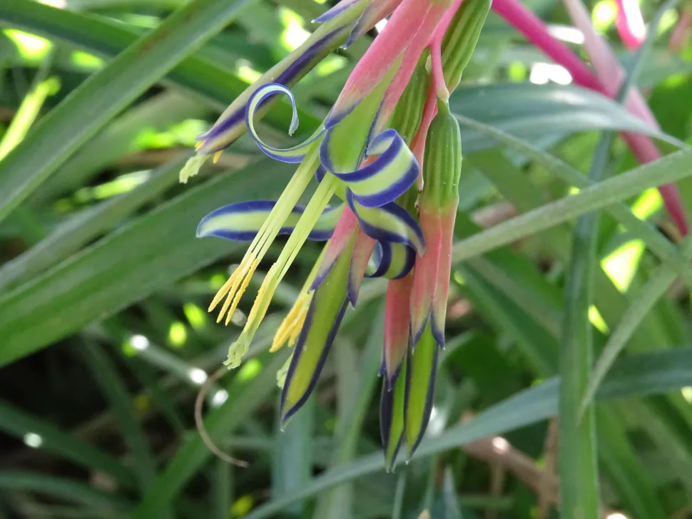 Flores cor-de-rosa Billbergia nutans