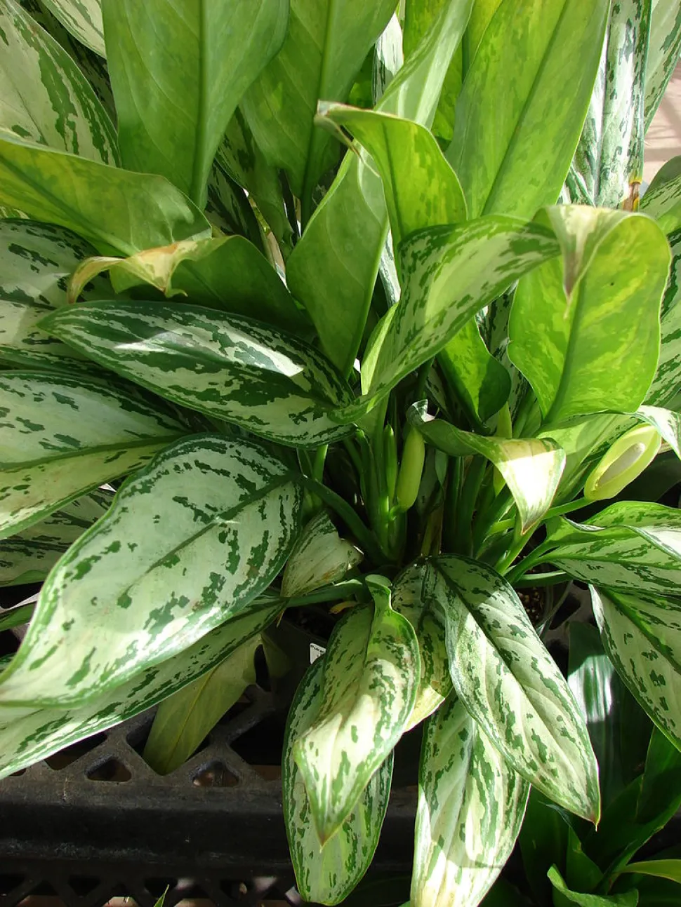 Laub Aglaonema commutatum
