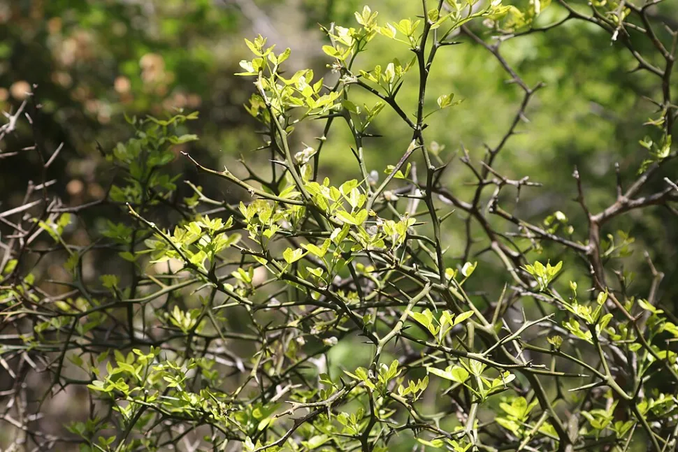 Zweige Citrus trifoliata