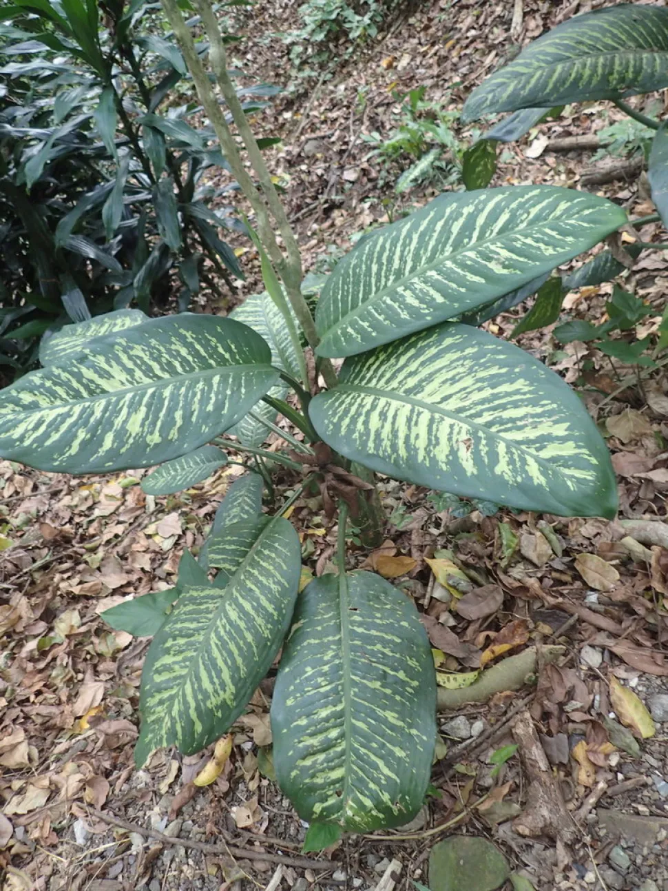 Dieffenbachia seguine in de grond