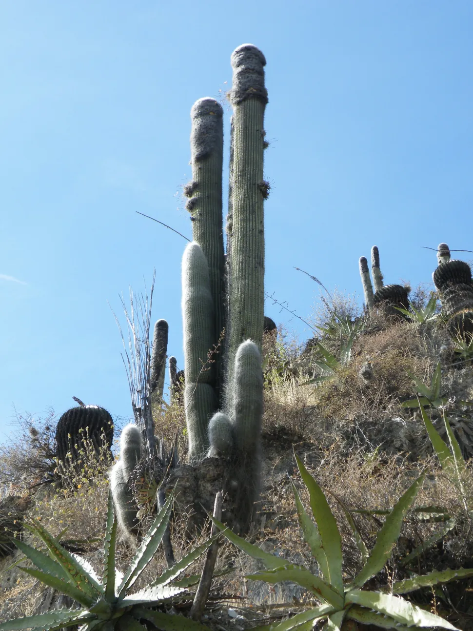 Cephalocereus senilis grande