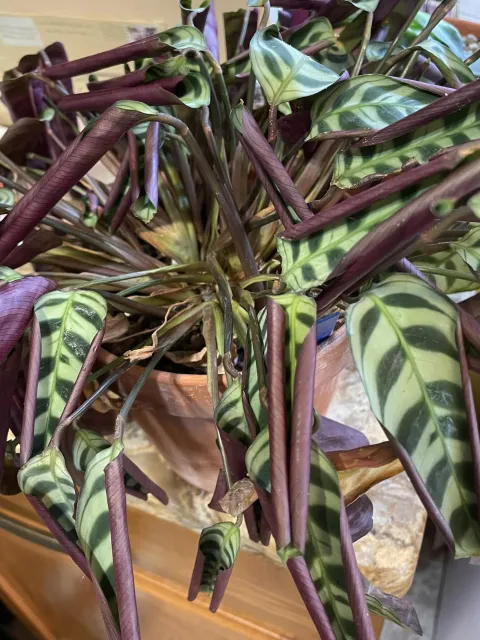 Calathea gerollte Blätter