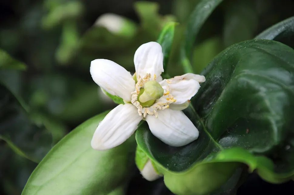 Fiore di Citrus maxima