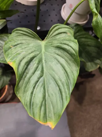 Philodendron pastazanum 'Plata