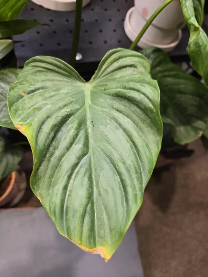 Philodendron pastazanum 'Silver