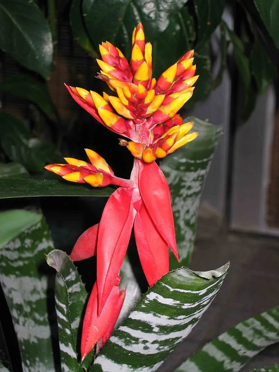 Aechmea chantinii in bloei