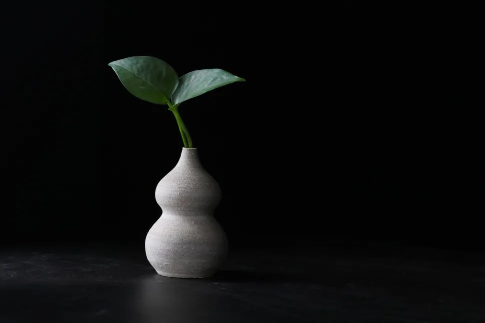Uma planta no escuro