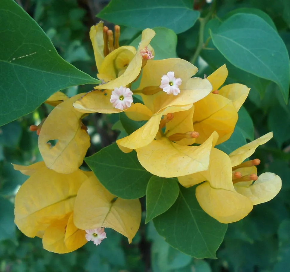 Gele en witte bloemen Bougainvillea Sanderiana