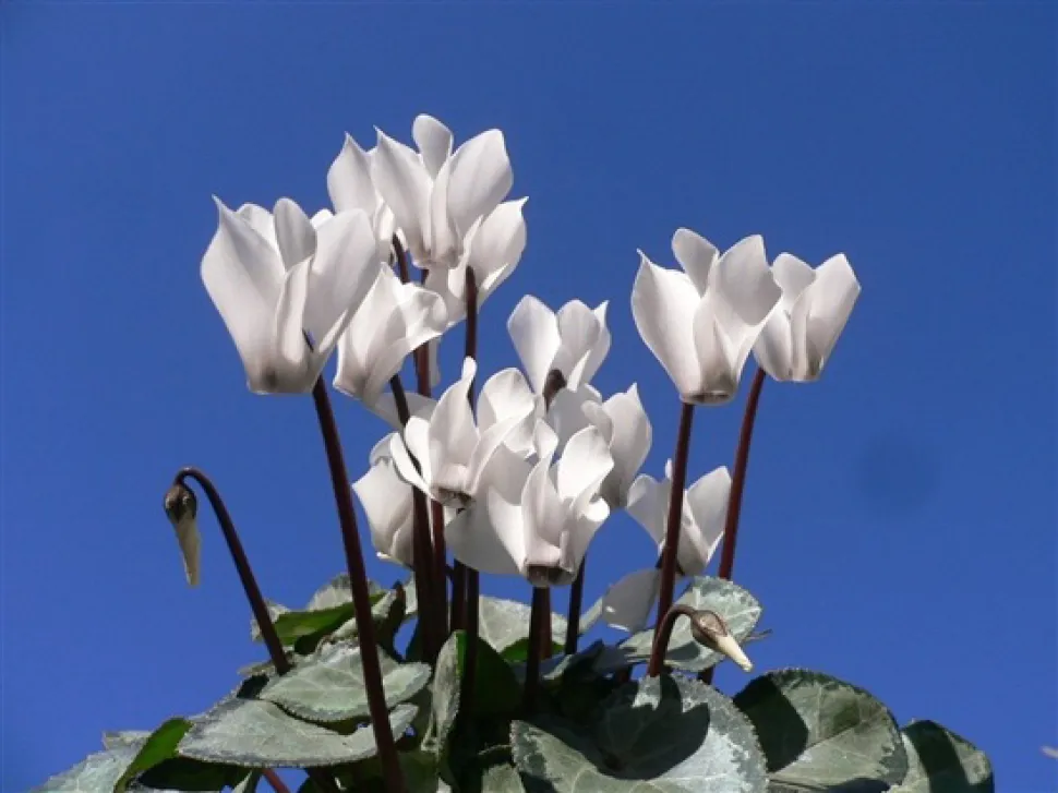 Hvid Cyclamen persicum