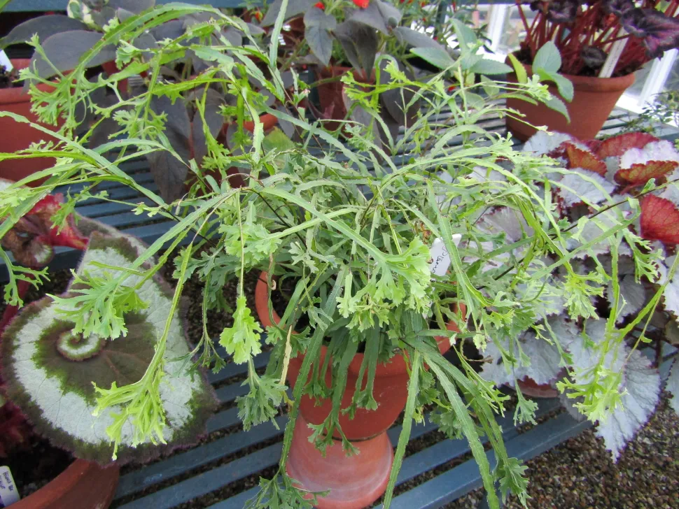 Pteris cretica Mayii in een pot