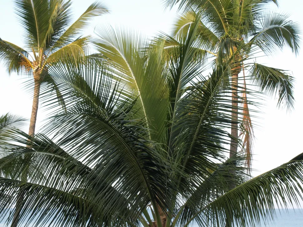 Hojas de Cocos nucifera