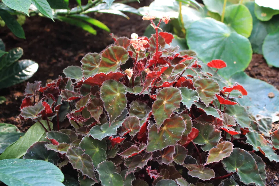 Begonia bowerae im Freiland