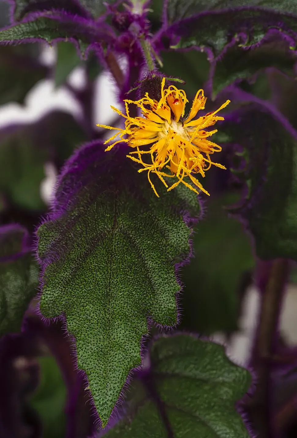 Blüte von Gynura aurantiaca