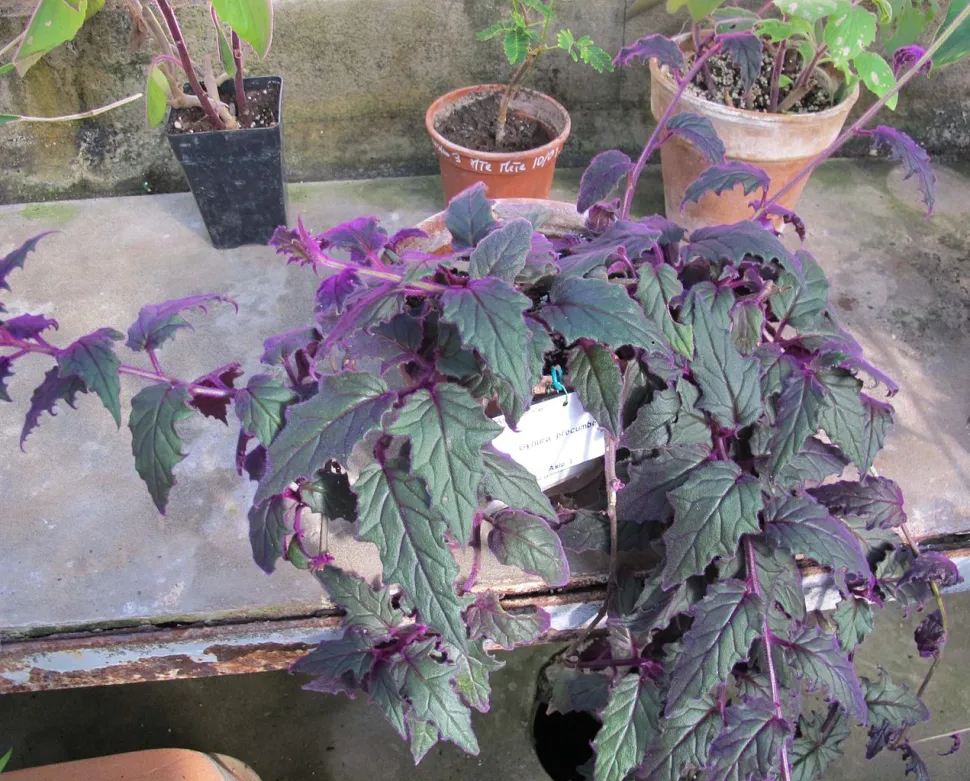 Pianta di velluto in vaso
