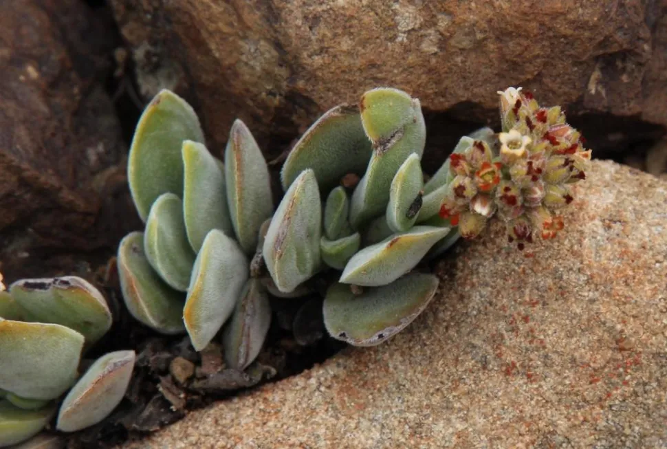 Feuilles de Crassula lanuginosa