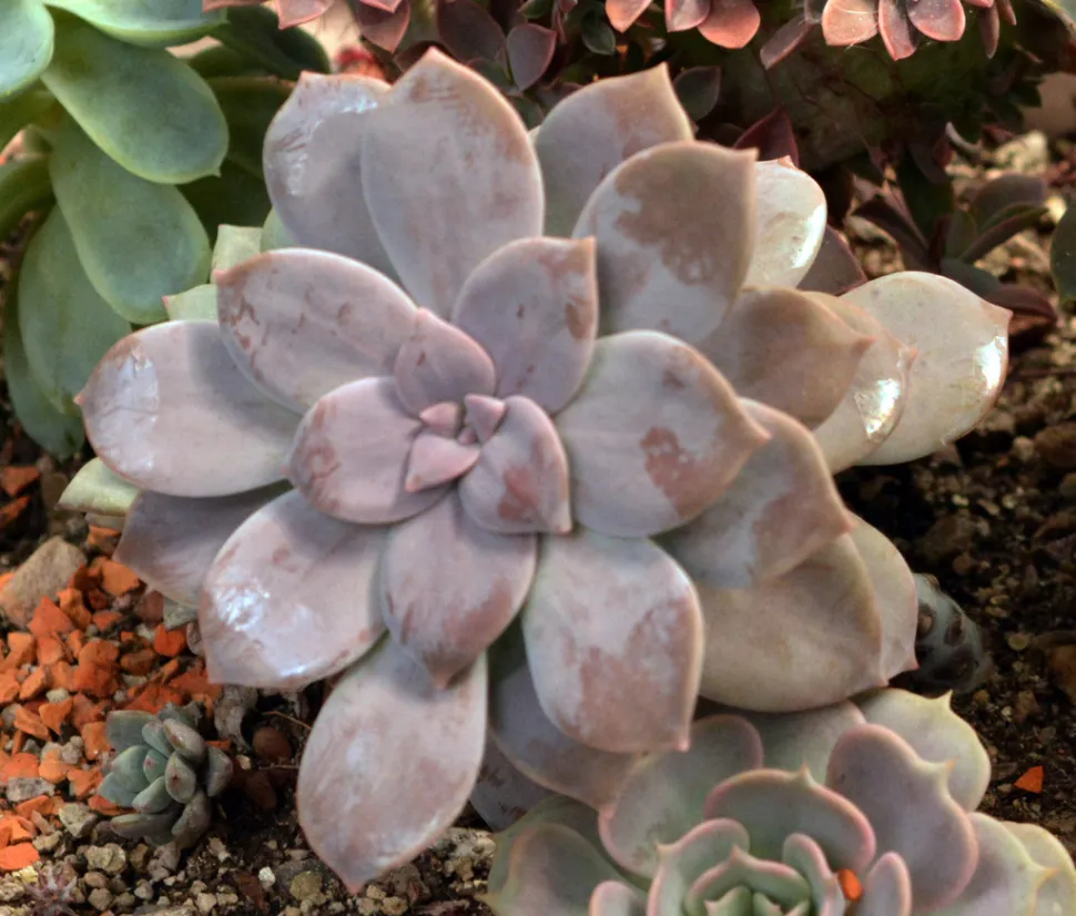 Quetzalcoatlia superba purple leaves