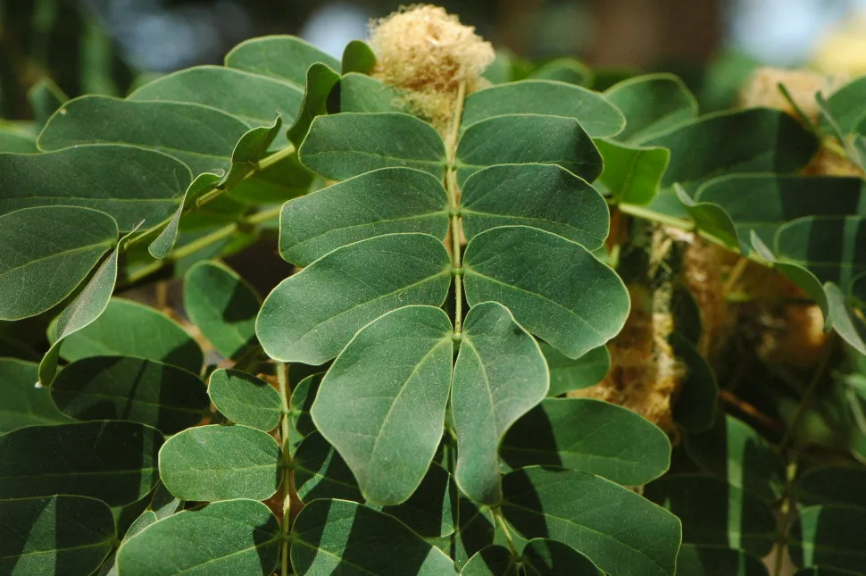 Folhas de Albizia Lebbeck