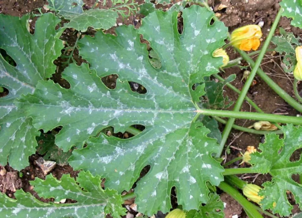 Feuilles lobées vert foncé courgettes