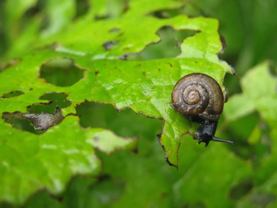 Caracol en una hoja