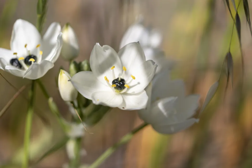 Étoile de Bethléem fleurs blanches et noires