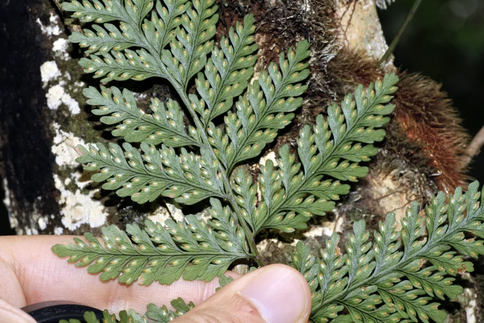 Sporangi di Davallia trichomanoides