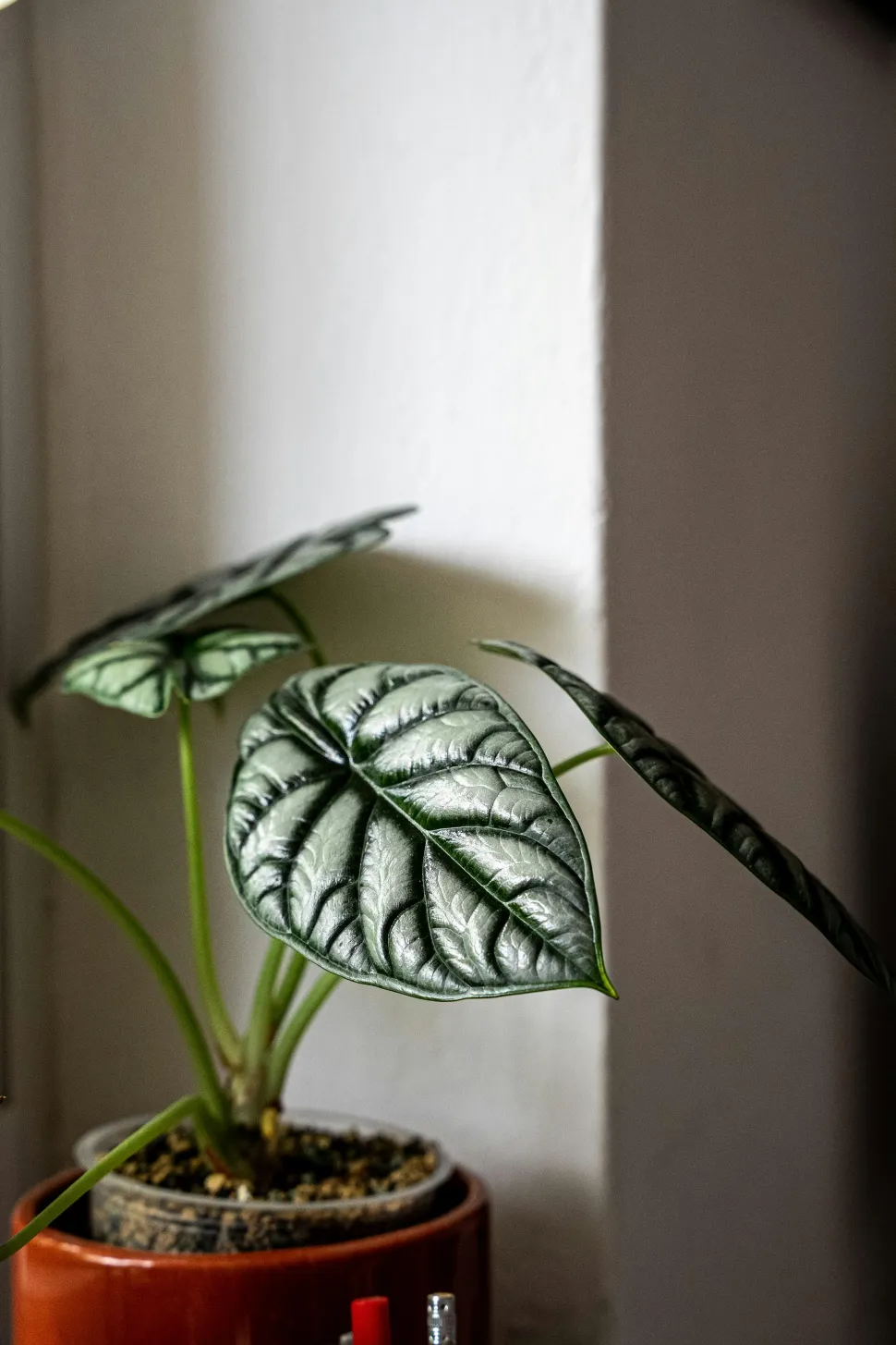 Alocasia Silver Dragon en maceta
