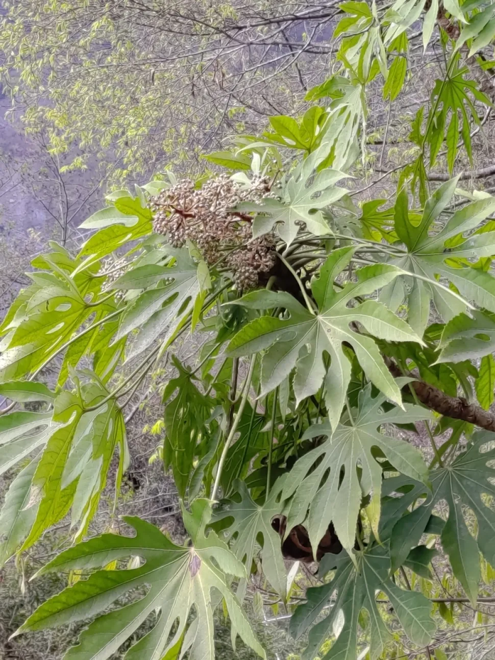 Fatsia polycarpa i blomst