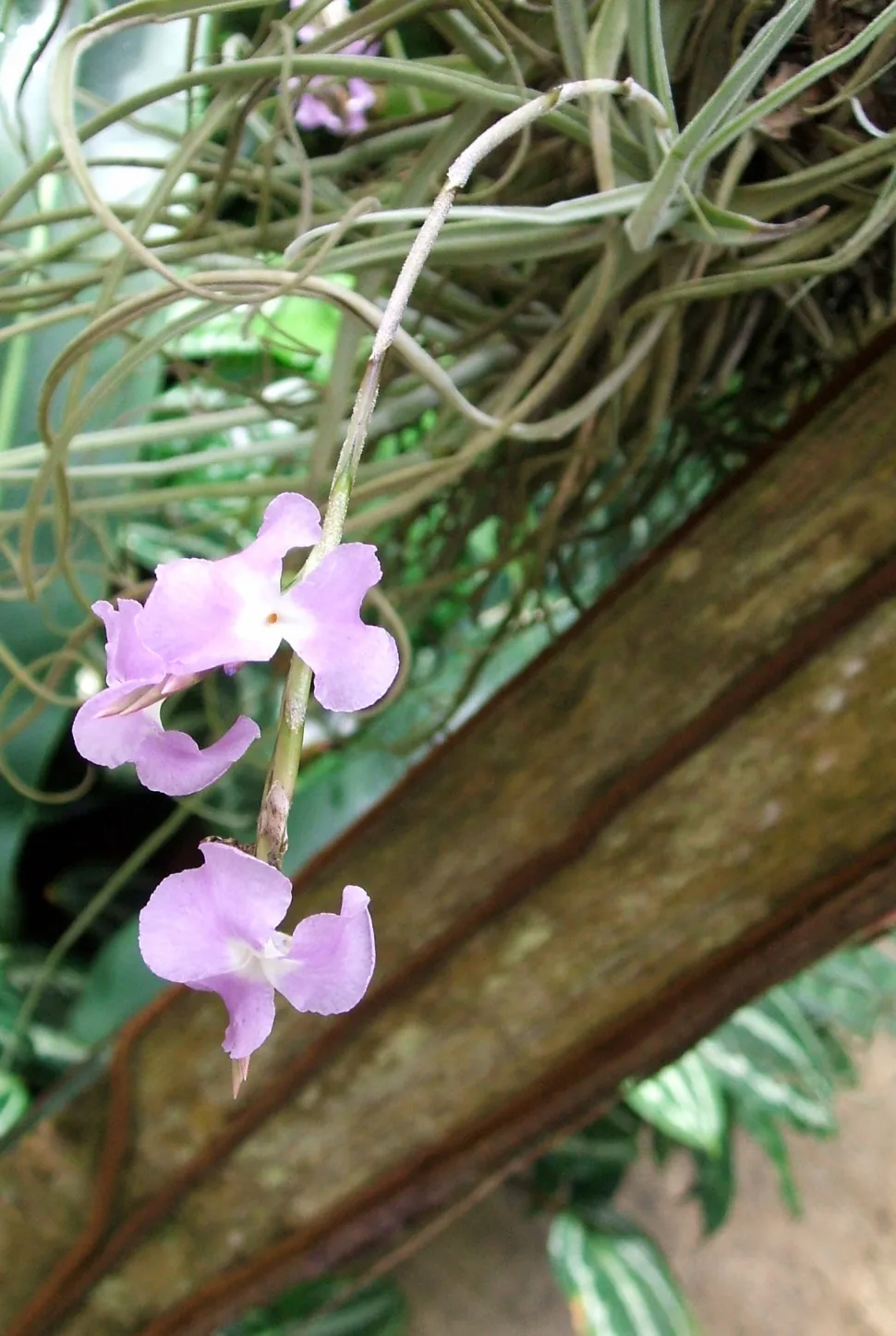 Violette Blüten Tillandsia streptocarpa