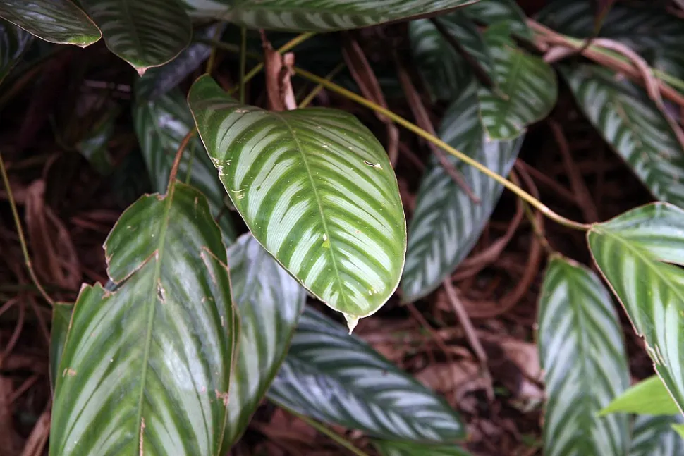 Folhas ainda verdes de Ctenanthe oppenheimiana