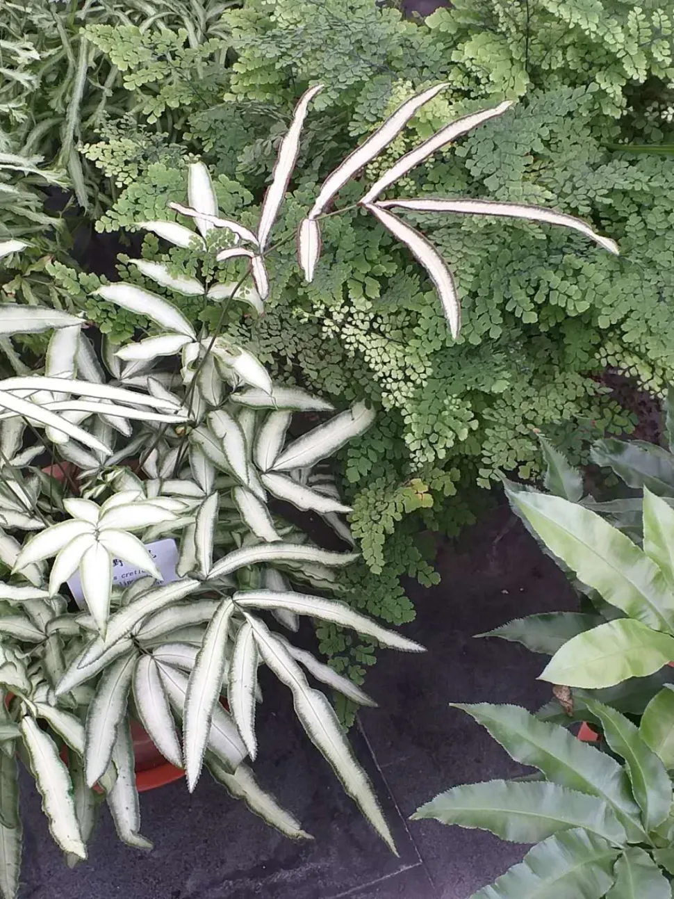 Fronde di Pteris albolineata