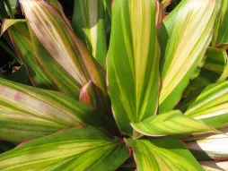 Cordyline groen crème roze 'Kiwi