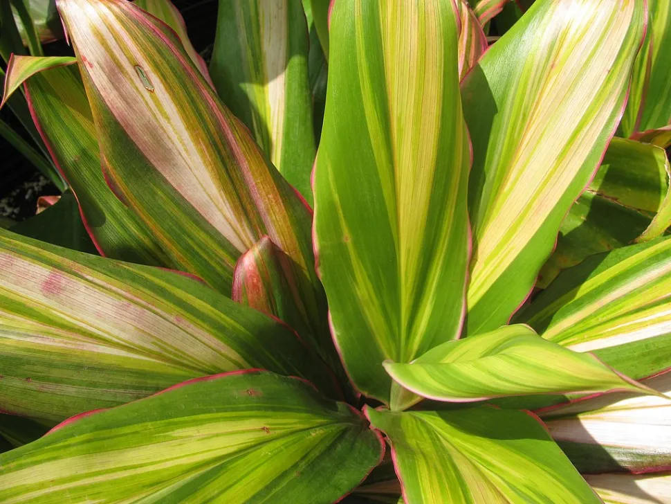 Cordyline verde crema rosa 'Kiwi