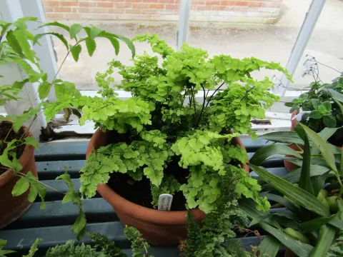 Adiantum raddianum in un vaso