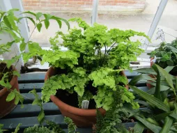Adiantum raddianum num vaso