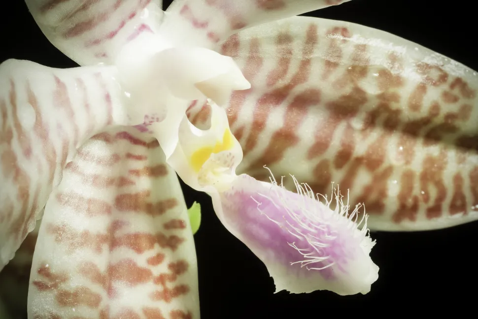 Orchideen Lueddemanniana Tigerblüten in Weiß und Rosa