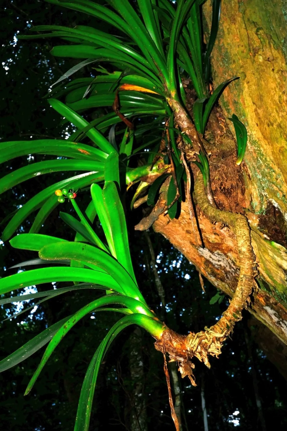 Epiphytic Clivia cualescens
