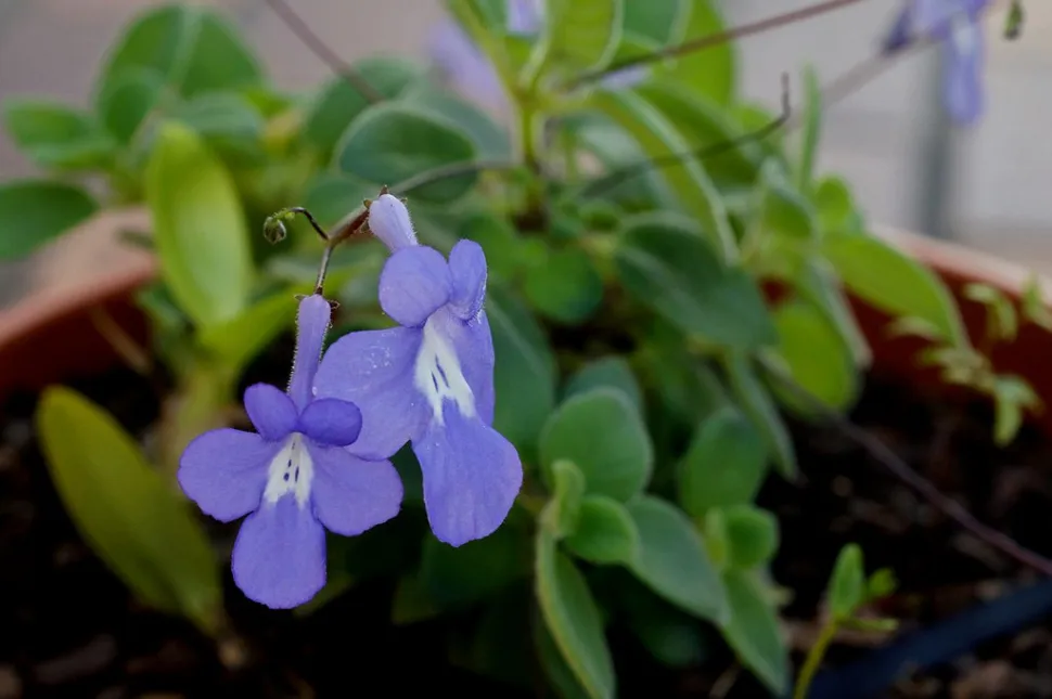 Kap-Primel blaue Blüten