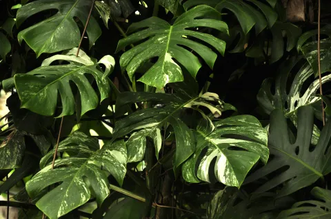 Monstera deliciosa variegata