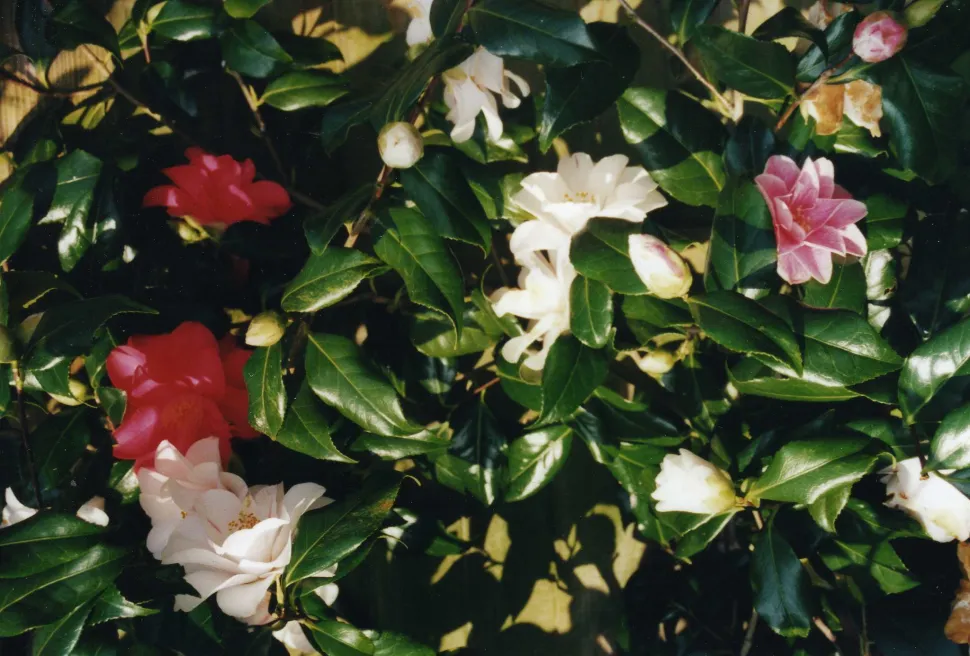 Japanse Camelia roze en witte bloemen