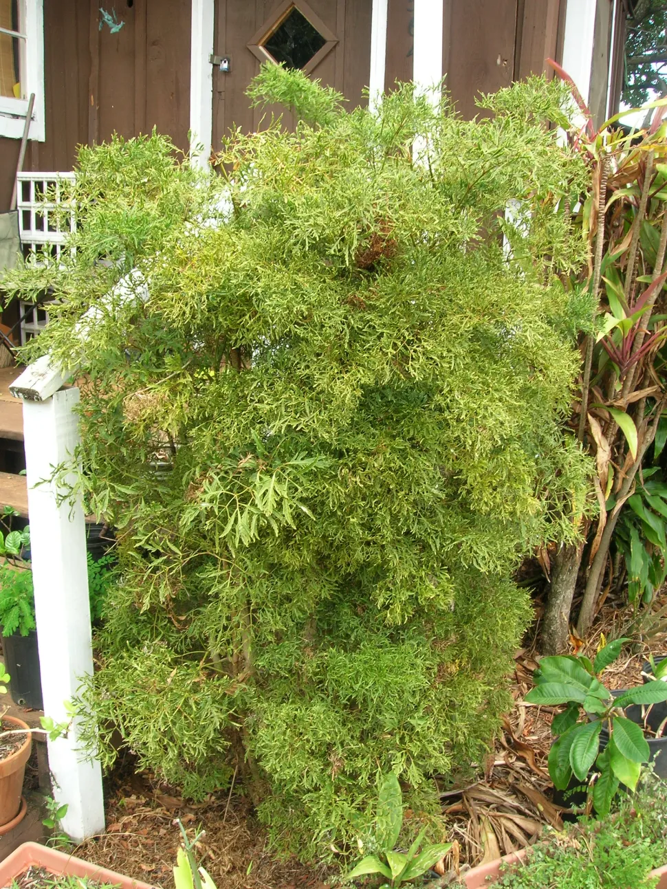 Polyscias fruticosa in vaso