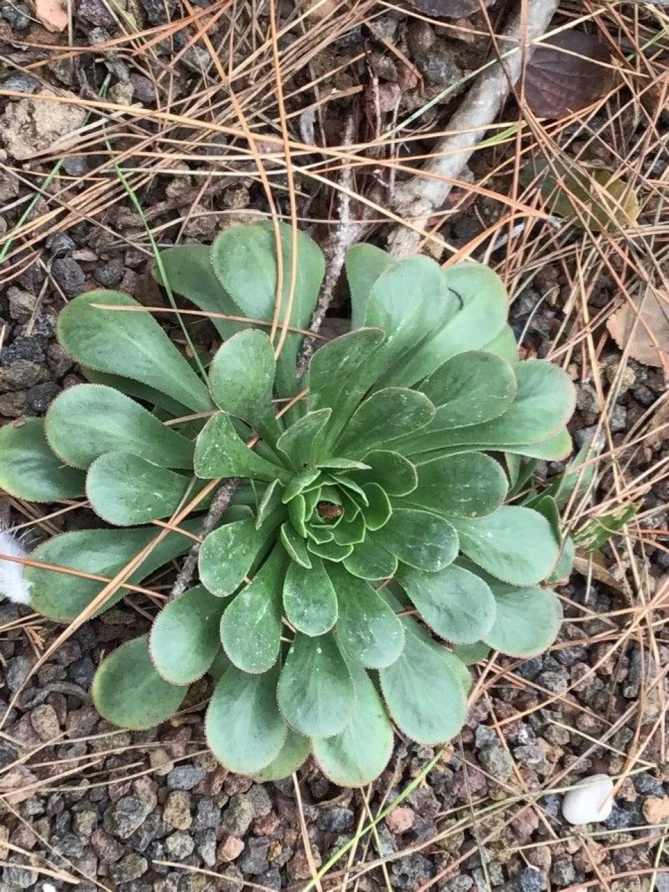 Bladeren van Aeonium cuneatum