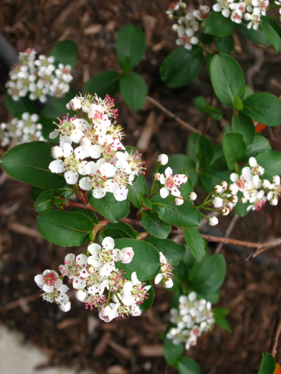 Flores blancas Aronia melanocarpa