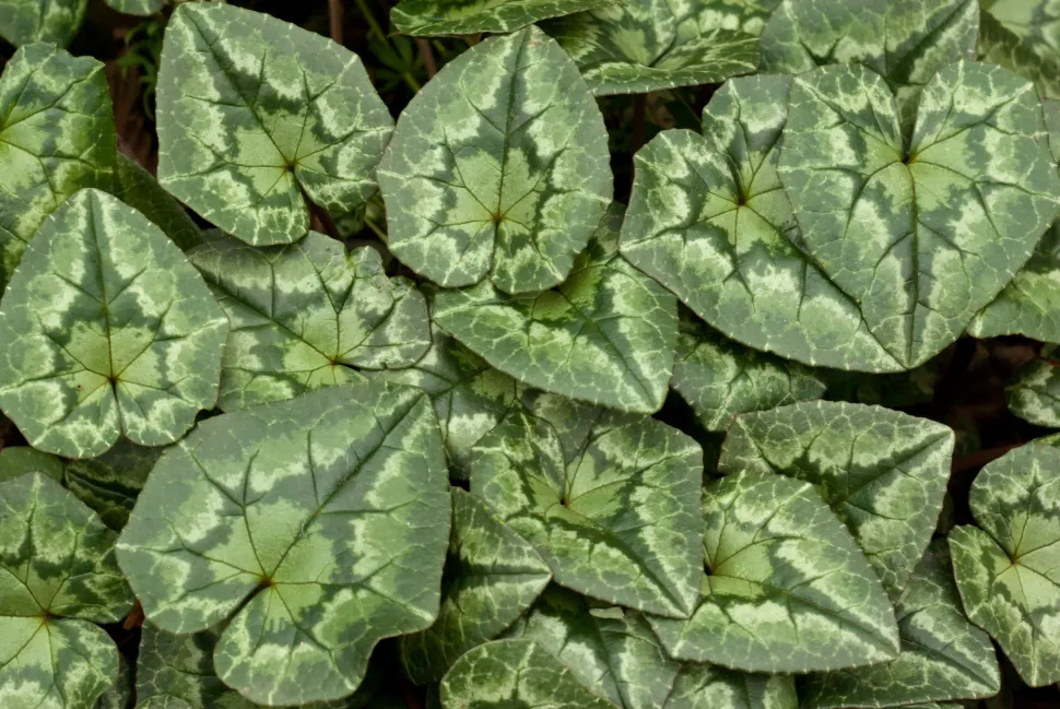 Folhas de Cyclamen hederifolium