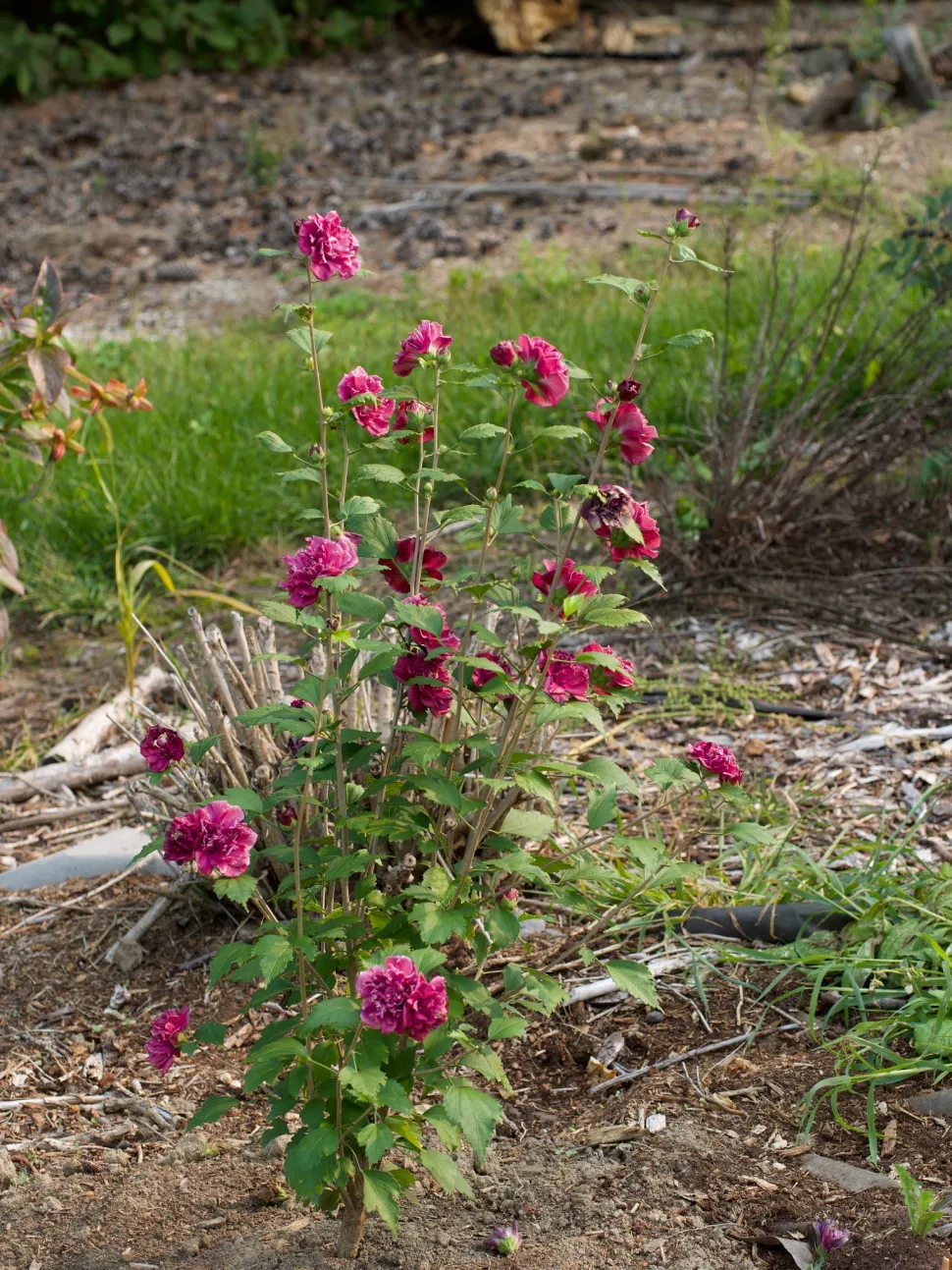 Ibisco per giardini in piena terra